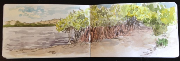 Mangroves near Bahia Magdalena, in watercolor and pencil
